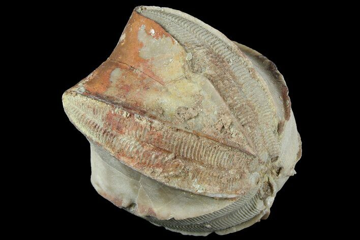 Blastoid (Pentremites) Fossil - Illinois #184096
